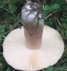 Russula rhodopus (gołąbek czerwononogi)