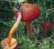 Hygrocybe coccinea (wilgotnica szkarłatna)