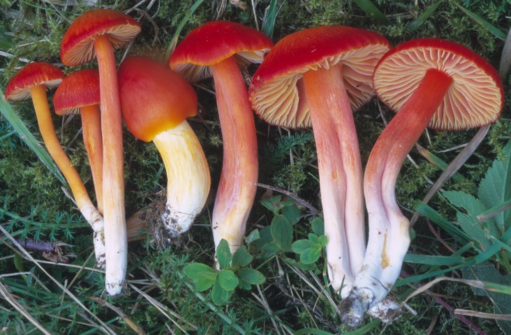 Hygrocybe coccinea (wilgotnica szkarłatna)