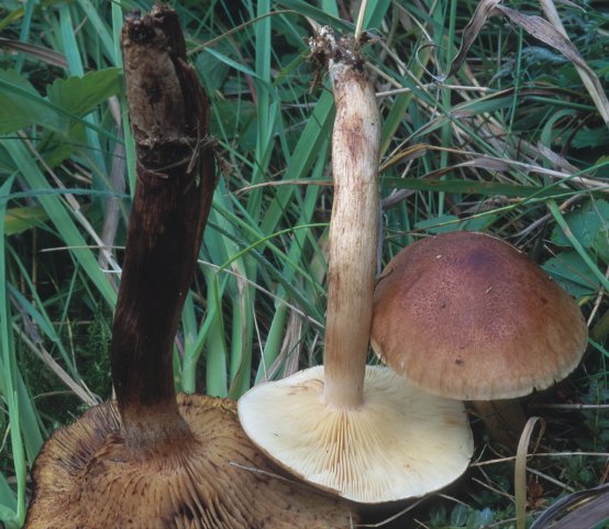 Tricholoma fulvum (gąska żółtobrunatna)