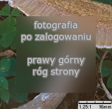 Armillaria borealis (opieńka północna)