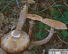 Armillaria borealis (opieńka północna)