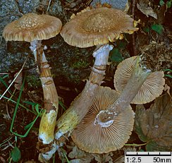 Armillaria borealis (opieńka północna)