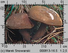 Porphyrellus porphyrosporus (grzybiec purpurowozarodnikowy)