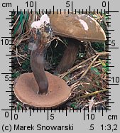 Porphyrellus porphyrosporus (grzybiec purpurowozarodnikowy)