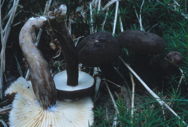 Lactarius lignyotus (mleczaj przydymiony)