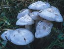 Leucocybe connata (kępkowiec białawy)