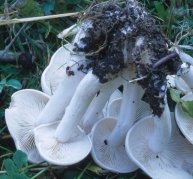 Leucocybe connata (kępkowiec białawy)