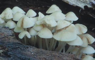 Unidentified-Mycena