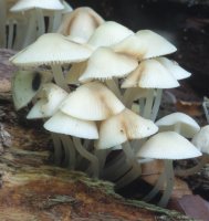 Unidentified-Mycena