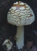 Amanita regalis (muchomor królewski)