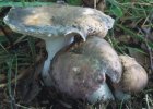 Unidentified-Russula