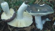 Unidentified-Russula