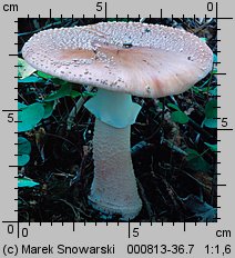 Amanita rubescens (muchomor czerwieniejący)