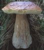 Boletus edulis (borowik szlachetny)