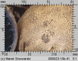 Scleroderma bovista (tęgoskór kurzawkowy)