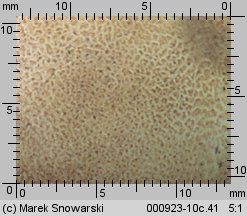 Scleroderma bovista (tęgoskór kurzawkowy)