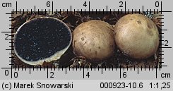 Scleroderma bovista (tęgoskór kurzawkowy)