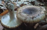 Russula sororia (gołąbek piekący)