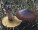 Suillus luteus (maślak zwyczajny)