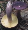 Russula sardonia (gołąbek czerwonofioletowy)