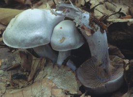 Unidentified-Cortinarius