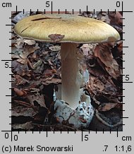 Amanita phalloides (muchomor zielonawy)