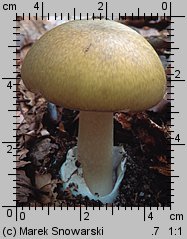 Amanita phalloides (muchomor zielonawy)