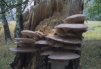 Pleurotus ostreatus (boczniak ostrygowaty)