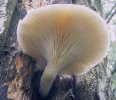 Pleurotus dryinus (boczniak białożółty)