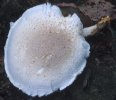 Pleurotus dryinus (boczniak białożółty)