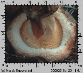 Paxillus involutus (krowiak podwinięty)