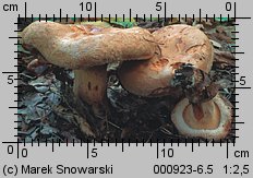 Paxillus involutus (krowiak podwinięty)