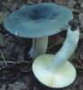 Russula parazurea (gołąbek chmurny)
