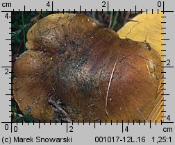 Tricholoma equestre (gąska zielonka)