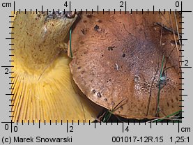 Tricholoma equestre (gąska zielonka)