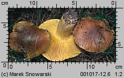 Tricholoma equestre (gąska zielonka)