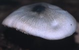 Pluteus salicinus (drobnołuszczak zielonawoszary)