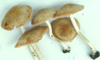 Unidentified-Cortinarius