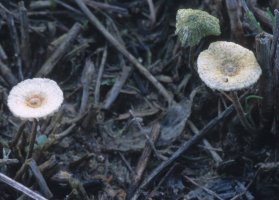 Unidentified-Tricholomataceae (niezidentyfikowane)