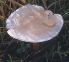 Unidentified-Tricholomataceae (niezidentyfikowane)