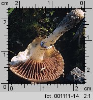 Stropharia coronilla (pierścieniak murawowy)