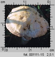 Stropharia coronilla (pierścieniak murawowy)