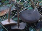 Entoloma sericeum (dzwonkówka jedwabista)