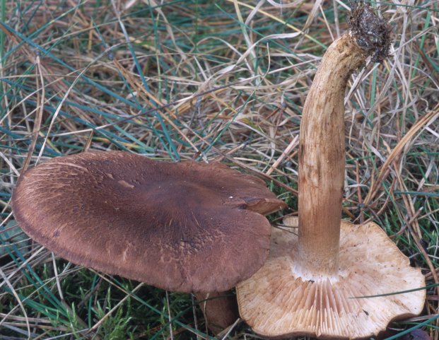 Tricholoma imbricatum (gąska dachówkowata)