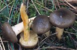 Hygrophorus hypothejus (wodnicha późna)