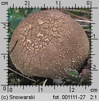 Lycoperdon (purchawka)