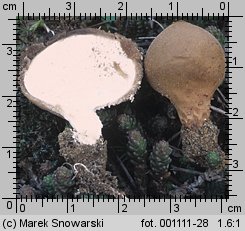 Lycoperdon (purchawka)