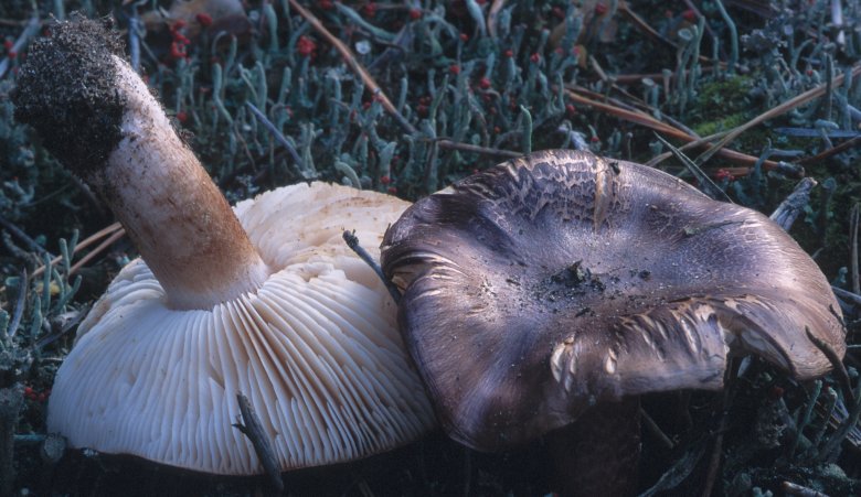 Tricholoma stans (gąska gorzkawa)