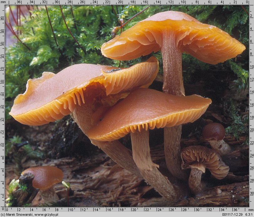 Galerina autumnalis (hełmówka jesienna)